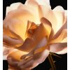 Delikatna konsystencja Dior Prestige La Crème